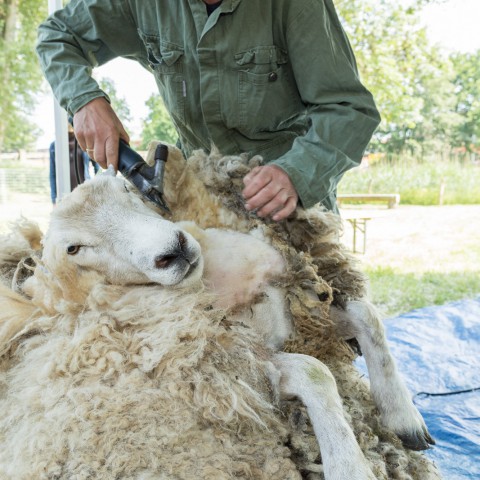 Lentefeest op kinderboerderij De Beestenbende 